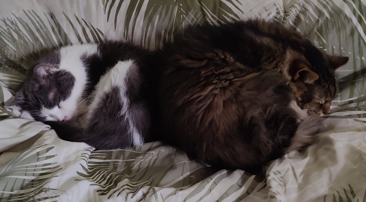 RevanMarkov's tweet photo. @luastardust My boys fell asleep on me while watching the latest Scrybabies https://t.co/bPM5G2o2D4