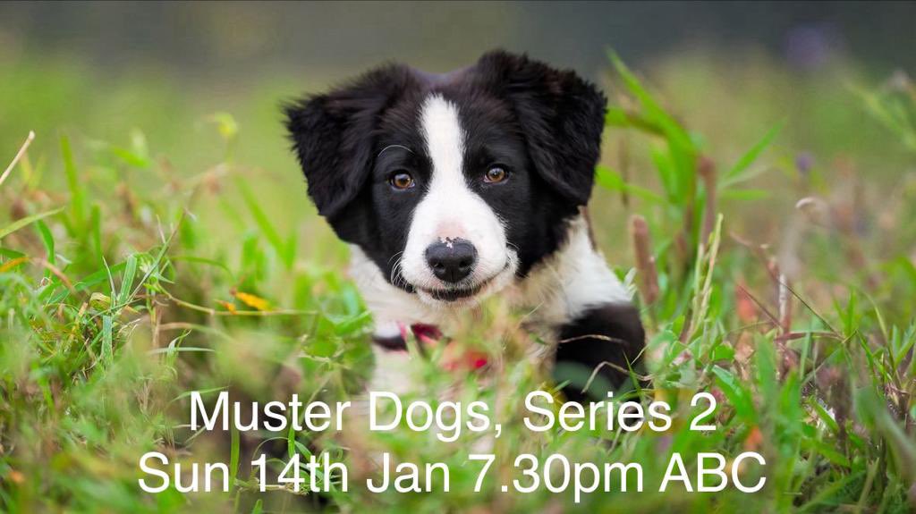 davidjamesob's tweet photo. Who’s excited for season 2 of Muster Dogs!? I can’t wait!! 

My sister, Monica O'Brien and her incredible team at Ambience Entertainment have worked hard to produce another stella season of Muster Dogs. 

Hope you all enjoy it! #ABCMusterDogs #ABCTV https://t.co/UVmZqnbeAB