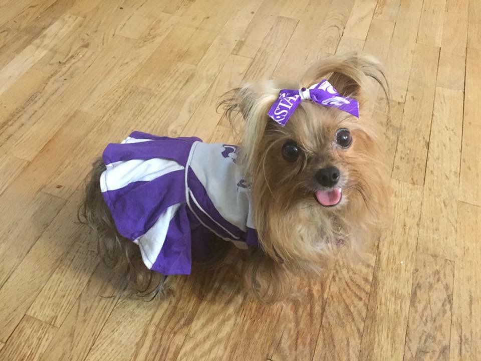 kstatevangirl's tweet photo. Since a girl, she was named Manhattan Mattie after the happiest place on earth and home of the K-State Wildcats!! RIP baby girl. I miss you so much. #EPAW https://t.co/0exDd2w9nE