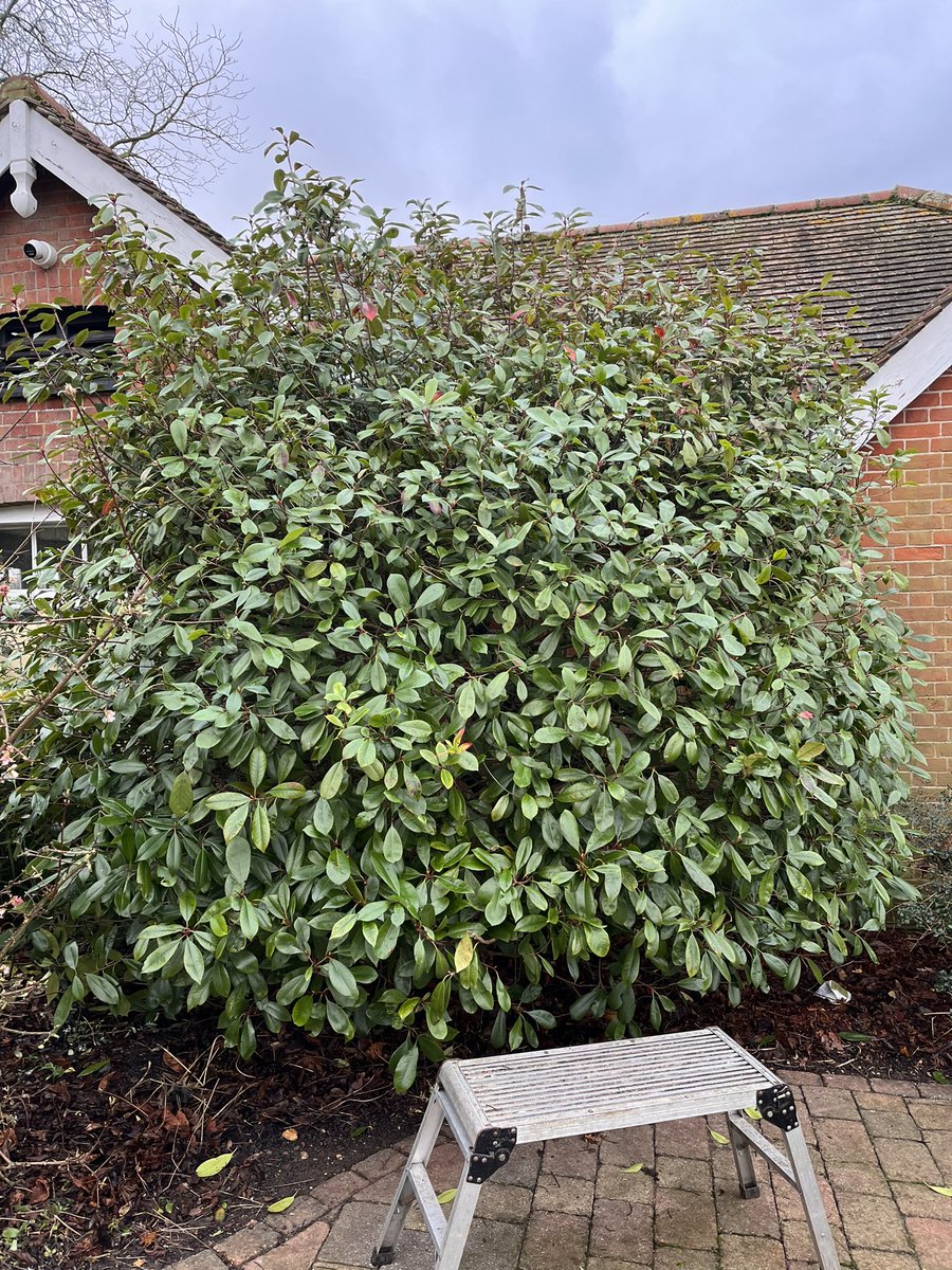 DH_Maintenance's tweet photo. Then to finish this #afternoon got the #photinia finished that I started #last #week & made a start on a very #woody #choisir - many would have #startedagain but like a #challenge 👍 have a great #weekend everyone ❤️ https://t.co/HpPCV7m7dW