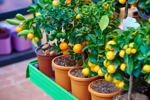 DeyseDdS's tweet photo. Aprenda a cultivar árvores frutíferas em vasos nesse e-book digital https://t.co/Ze3XHjJ5lf #ebook #frutos #cultivo https://t.co/NJdcoPSi1y