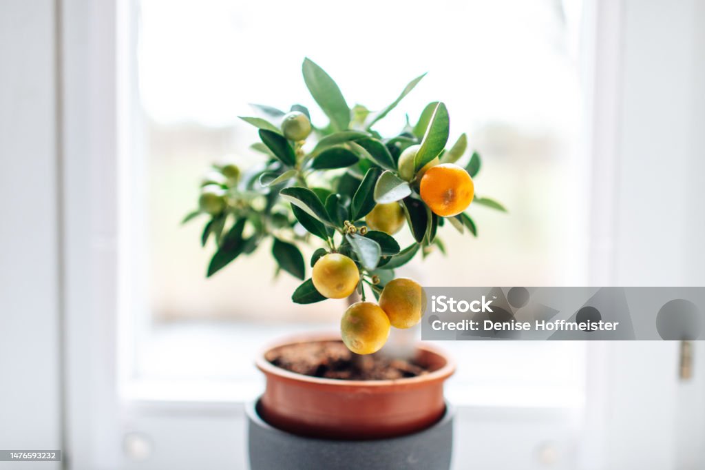 DeyseDdS's tweet photo. Aprenda a cultivar árvores frutíferas em vasos nesse e-book digital https://t.co/Ze3XHjJ5lf #ebook #frutos #cultivo https://t.co/NJdcoPSi1y