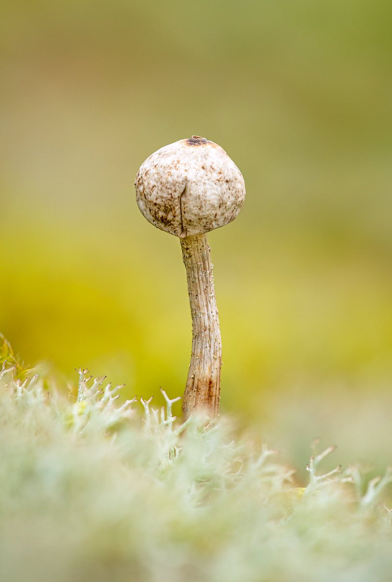 Nice to see a spread in my local Winter Stalkballs (Tulostoma brumale), at least 500+ fruiting bodies today in a small area on an industrial estate in Flintshire. 

It is a sandy site, mimicking it's love of dune slacks. 

#fungifriday #fungus #nature
