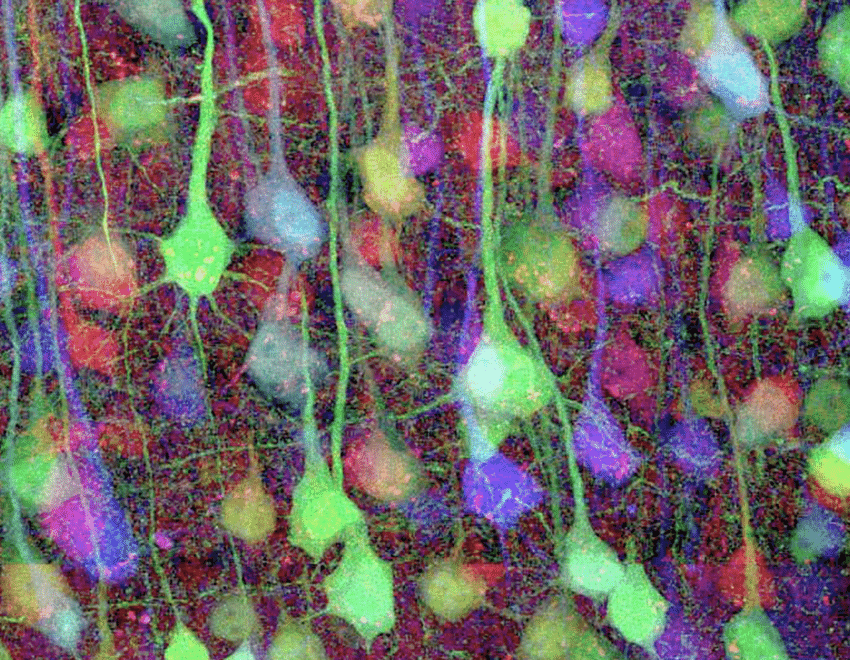 Brainbow image of mouse cerebral cortex tissue. The different color stainings facilitate the differentiation of neuronal cells. Credits: Jean Livet and Jeff Lichtman #MedTwitter