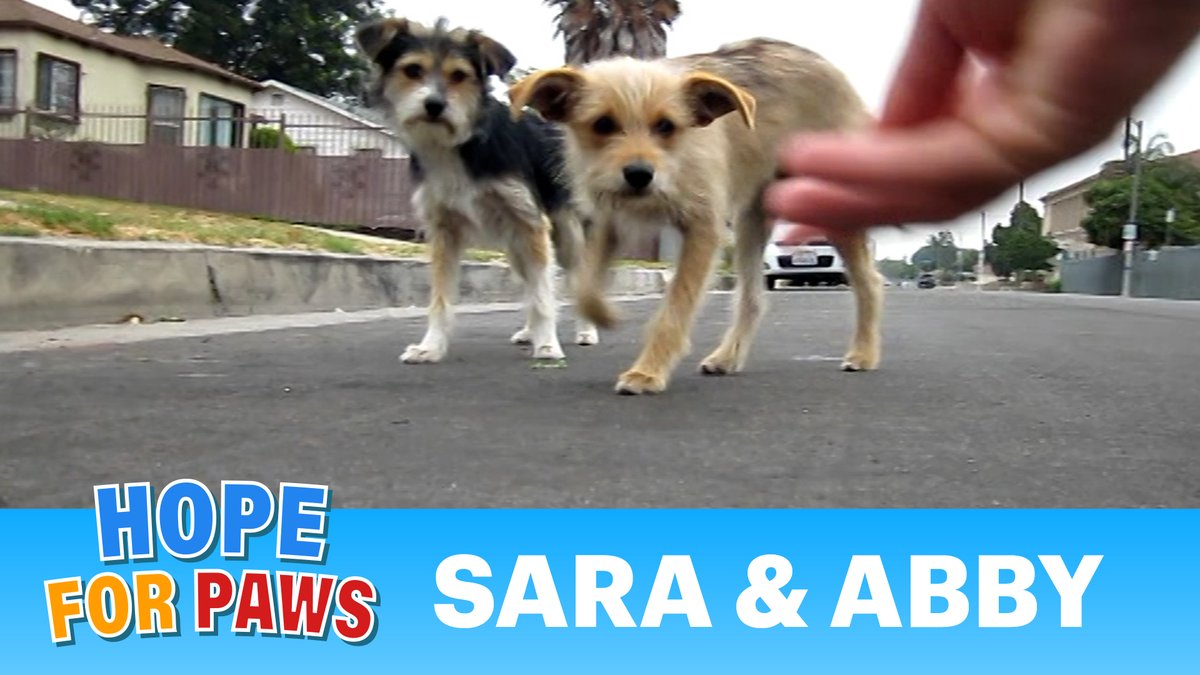 HopeForPaws's tweet photo. Please tag someone who would LOVE this @HopeForPaws rescue video: https://t.co/jqs09VeT91 ❤️❤️❤️
 
#HopeForPaws #Rescue #AdoptDontShop #AnimalRescue #love https://t.co/zG7qwuMF0M