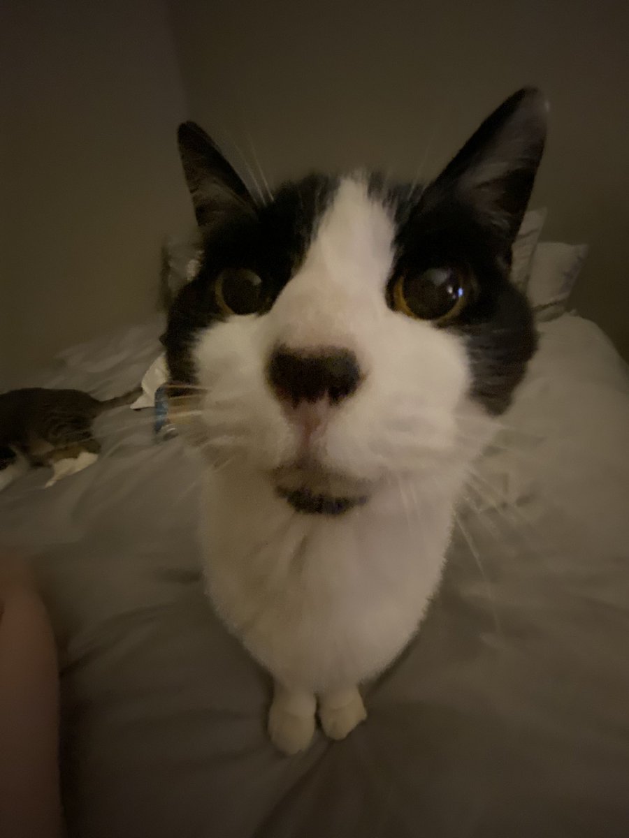 Lunara 🌙 tweet media