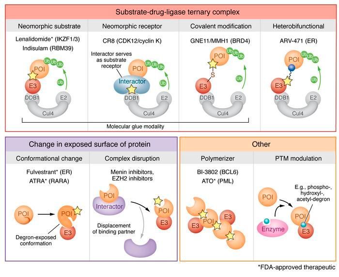 #Review by ASCI member Benjamin L. Ebert @danafarber in @jclinicalinvest: Induced protein degradation for therapeutics: past, present, and future: buff.ly/48OOyOJ