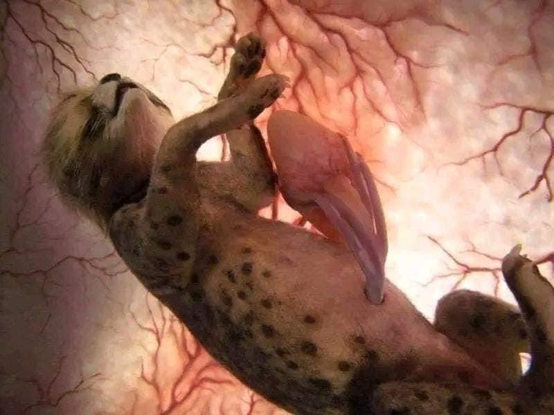 Radguy83's tweet image. “This isn’t a cheetah!  only when the thin membrane around it, ruptures and slides 6 inches through a canal does it magically become a cheetah!!”

-Seraph the medical expert.