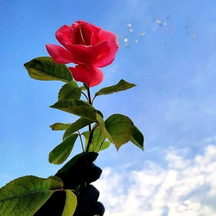 #صورة_ملف_شخصي_جديدة