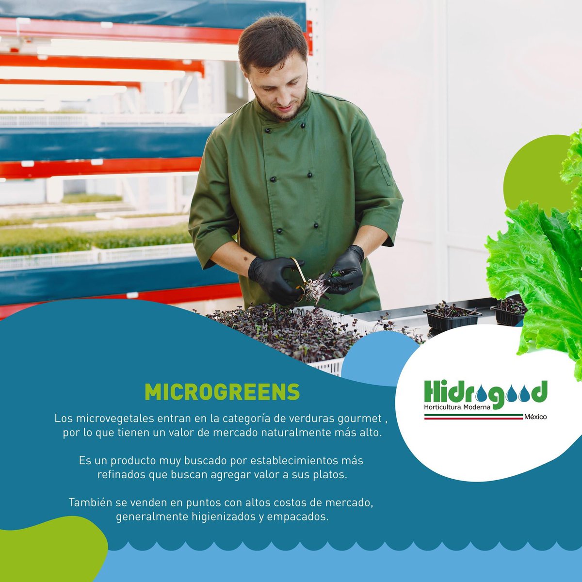 Necesitarás un lugar cálido para poder comenzar la #germinación de #microgreens, a una temperatura de entre 18-24ºC. Y con bastante luz indirecta para que la planta pueda comenzar a desarrollarse.