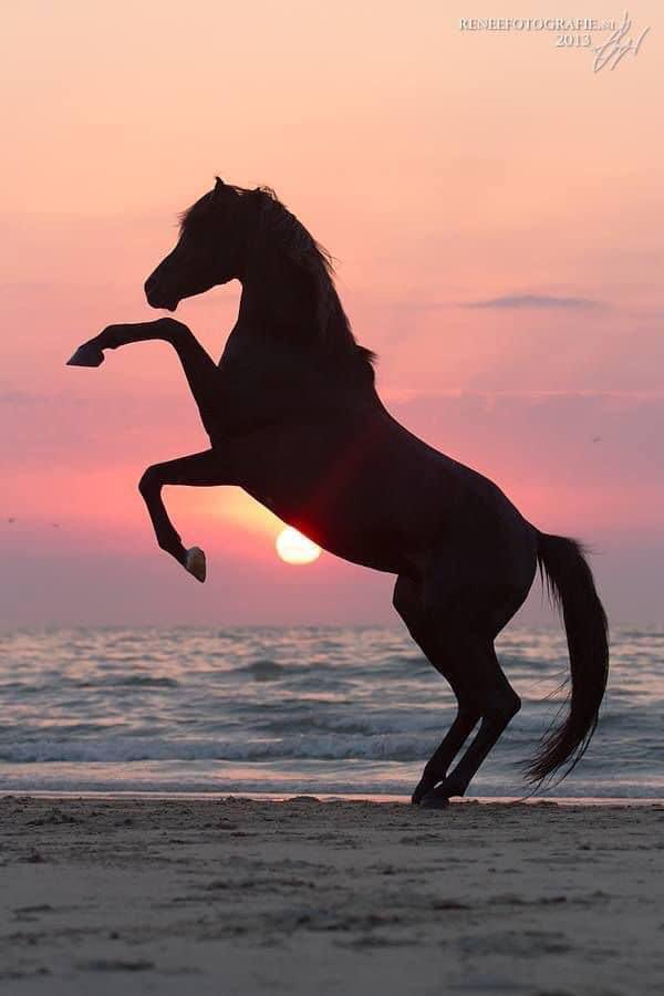 Manallabban69's tweet photo. الخيل قوى وجمال... والبحر صمت وأسرار... https://t.co/DVbAmFbCX4