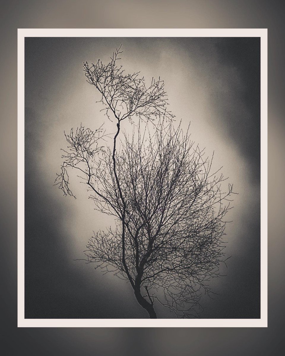 Thompa999's tweet photo. The simple beauty of the ghostly Birch Tree in winter.

"I pass forth into light-I find myself
Beneath a weeping birch (most beautiful Of forest trees, the Lady of the Woods)," Coleridge.
#trees #treesoflife #trees_of_darkness_ #treescape #tree_magic #forestlovers #forestmagic https://t.co/iW6xRW4VhH