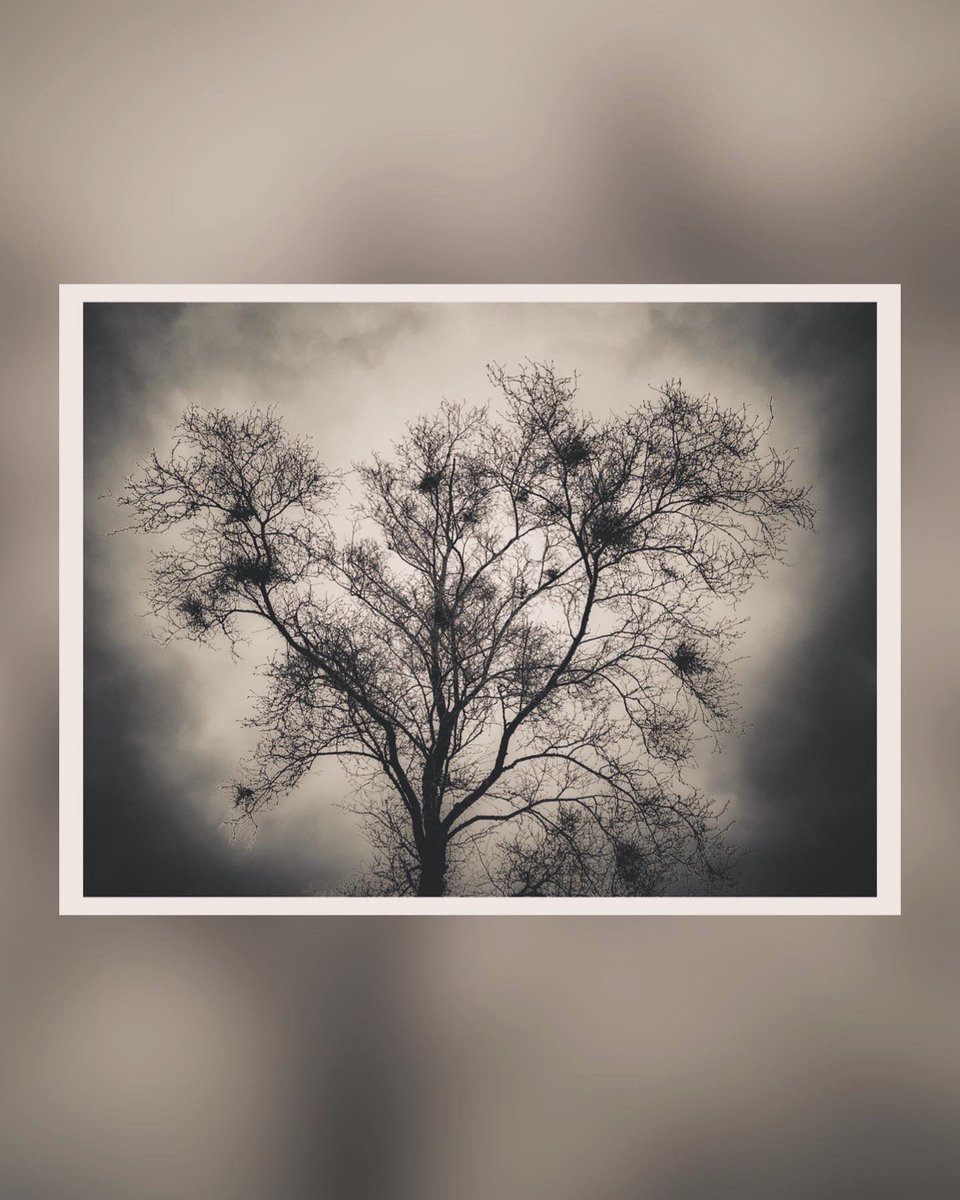 Thompa999's tweet photo. The simple beauty of the ghostly Birch Tree in winter.

"I pass forth into light-I find myself
Beneath a weeping birch (most beautiful Of forest trees, the Lady of the Woods)," Coleridge.
#trees #treesoflife #trees_of_darkness_ #treescape #tree_magic #forestlovers #forestmagic https://t.co/iW6xRW4VhH