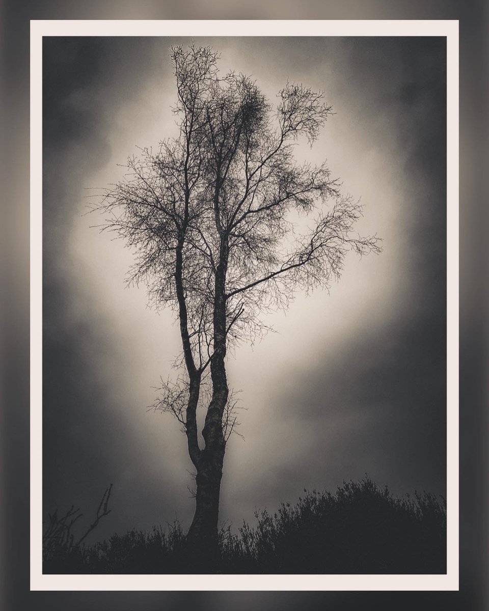 Thompa999's tweet photo. The simple beauty of the ghostly Birch Tree in winter.

"I pass forth into light-I find myself
Beneath a weeping birch (most beautiful Of forest trees, the Lady of the Woods)," Coleridge.
#trees #treesoflife #trees_of_darkness_ #treescape #tree_magic #forestlovers #forestmagic https://t.co/iW6xRW4VhH