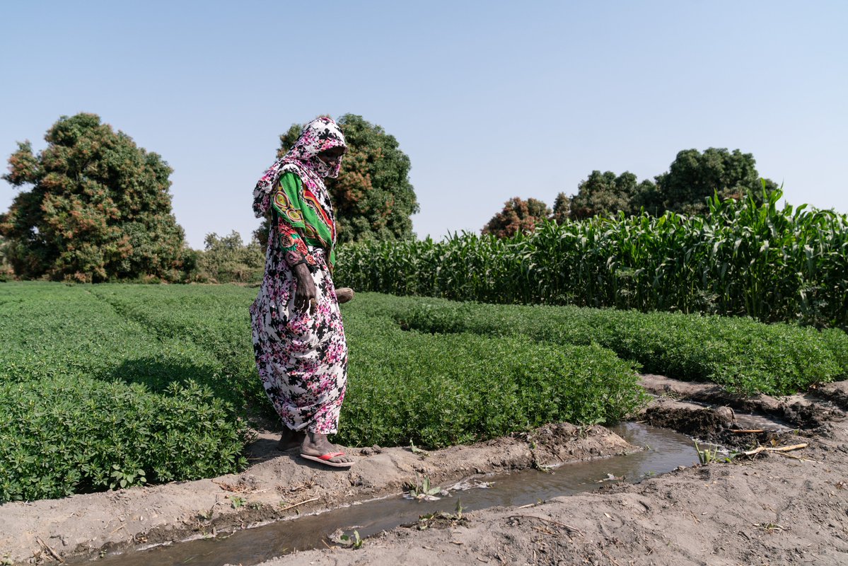 ‘There is a significant gap in knowledge and action on how to integrate the peace dimension into food crisis responses’—This guest blog from #HDPNexus coalition @WFP looks at why peace and localization are key to transforming food systems. Read more➡️ bit.ly/3S4Ir3w
