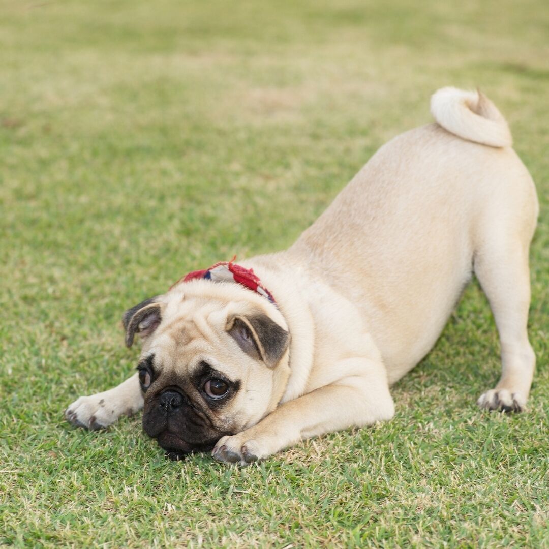 pugazon's tweet photo. Oh, the pure adorableness in this pug's eyes! 😊 Show some love to this little munchkin by giving that heart button a tap! 🐾💕 https://t.co/Y11QJtox1v