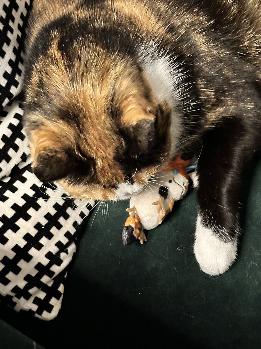 viciousfrockery's tweet photo. Miss Luna gently inspecting her new doppelgänger (thanks @tinymangojunior  !) https://t.co/8Sd1YNabD9