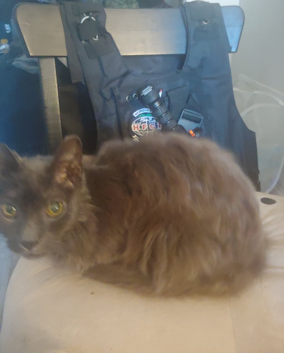 Necroviathan's tweet image. Nightshade is happier today as my streaming Co-pilot chilling on his big willy pillow.
#catcopilot #Vtubers #cultofnightshade #CatsOfTwitter