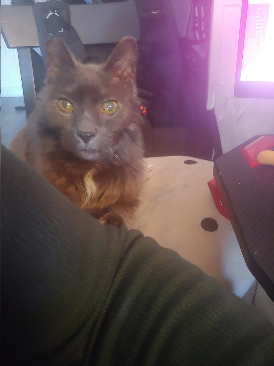 Necroviathan's tweet image. Nightshade is happier today as my streaming Co-pilot chilling on his big willy pillow.
#catcopilot #Vtubers #cultofnightshade #CatsOfTwitter