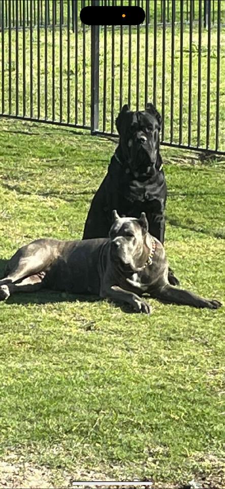 TheeCodingQueen 🪷🦋 tweet media