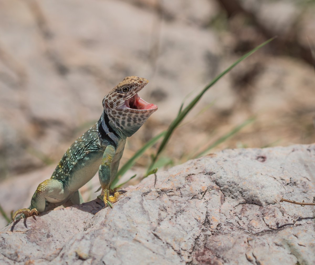 I'm returning as an instructor for AMNH's Field Herpetology course this year, 7/27-8/4. Come see all the Sky Islands of the Southwest have to offer (~60 species!) and stay at the legendary Southwestern Research Station. Open to everyone, please share! bit.ly/3O1RtLE