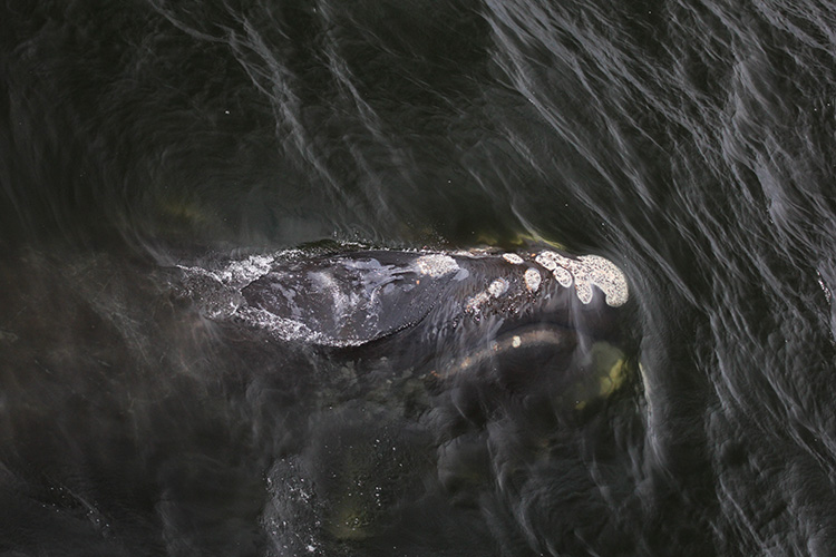 NOAAFisheriesAK's tweet photo. Check out our podcast to hear from a research biologist and a marine mammal specialist where they discuss what we know about North Pacific right whales, what we don't know, and what we're doing to learn more and help recover the species.
https://t.co/B684DYziLK
#Whales https://t.co/UgLwlD3klx