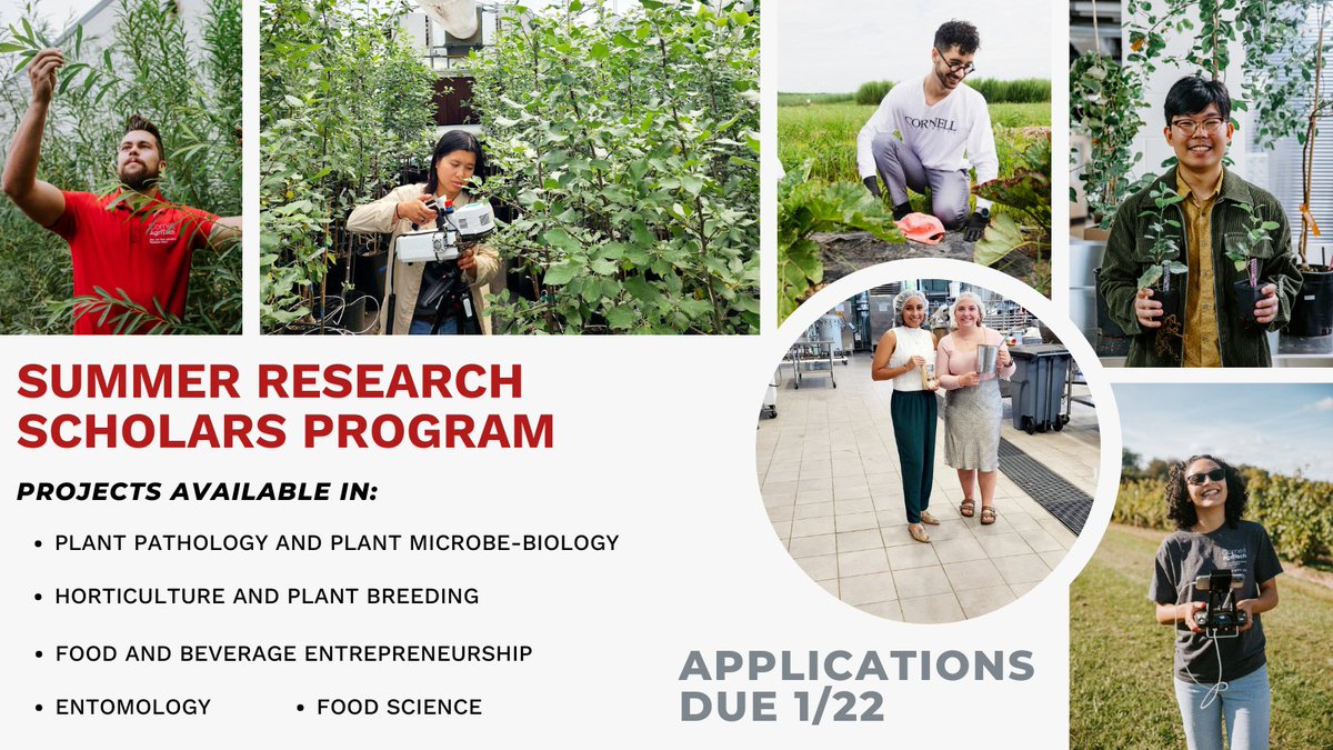 Cornell AgriTech (@cornellagritech) on Twitter photo Enjoy an exciting 9 week #internship working on exciting science or business development projects that impact the New York state farm and food <a href="/CornellAgriTech/">Cornell AgriTech</a> this summer. Applications to apply for our program are due 1/22/24. cals.cornell.edu/cornell-agrite… Enjoy an exciting 9 week #internship working on exciting science or business development projects that impact the New York state farm and food <a href="/CornellAgriTech/">Cornell AgriTech</a> this summer. Applications to apply for our program are due 1/22/24. cals.cornell.edu/cornell-agrite…