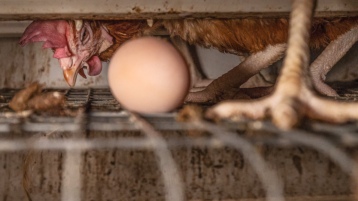 Is your #egg worth her misery.

Egg-laying chickens are exploited until they are utterly worn out, bred to be living egg machines.

#AnimalRights #AnimalCruelty #sentientism 🌱