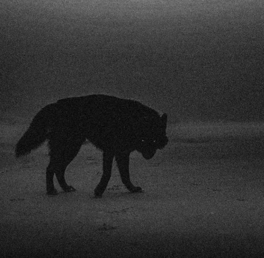 İNTİKAM! İNTİKAM! İNTİKAM!