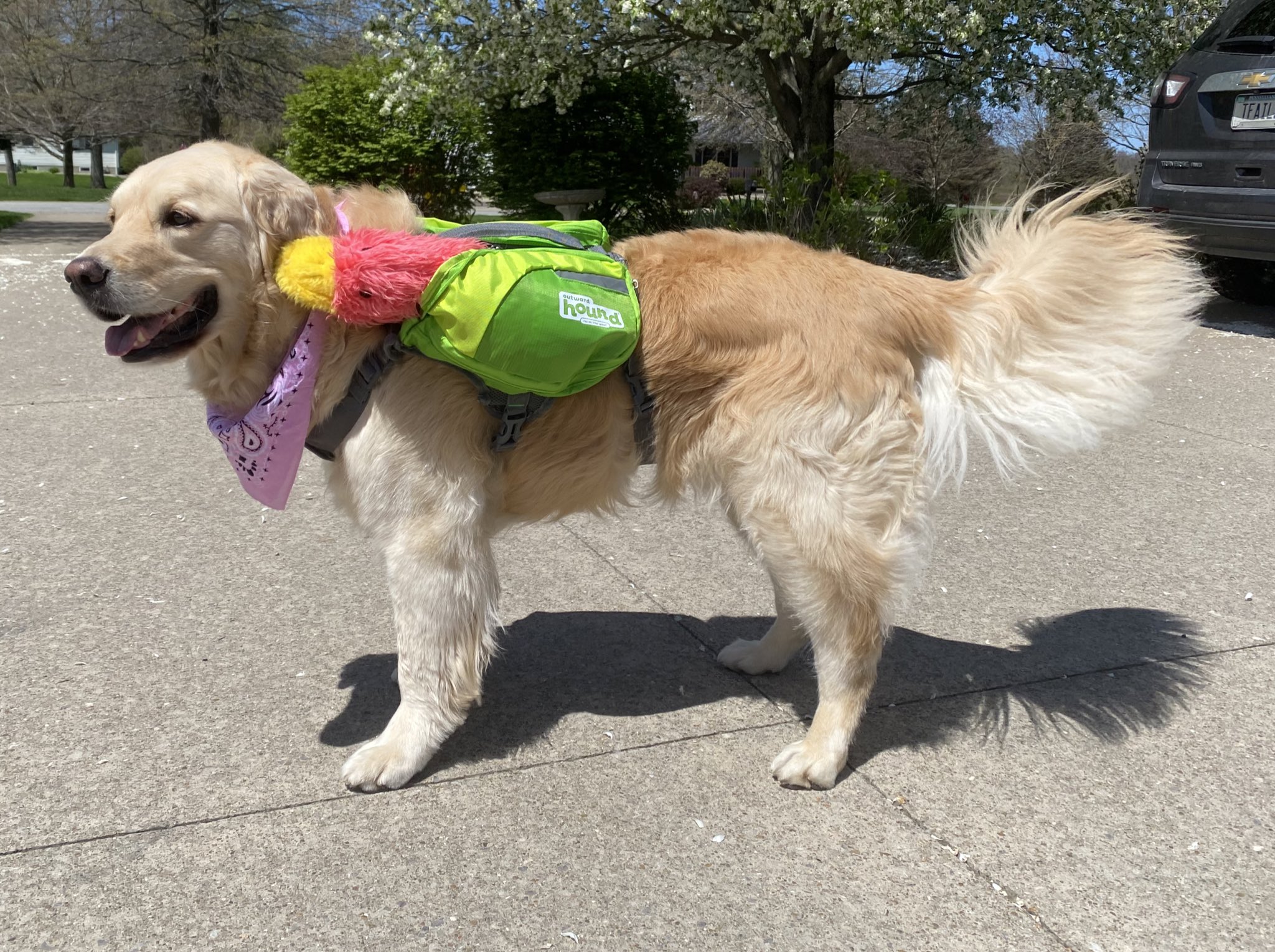 Outward hound dog harness top
