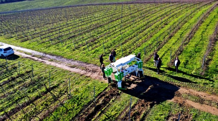 Martín Códax integra la robótica en la viticultura: El robot TED transforma el cuidado de los viñedos. vinetur.com/2024011277234/…
