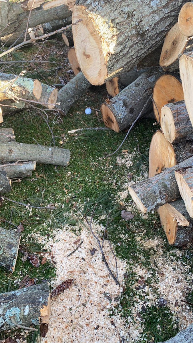 Mwalsh9Walsh's tweet photo. Golf day. Last week I hit this tree and it bounced into the middle of the fairway. This week the tree was cut down. Hit the tree again. #portlandgolfcourse https://t.co/w6LosyjWil
