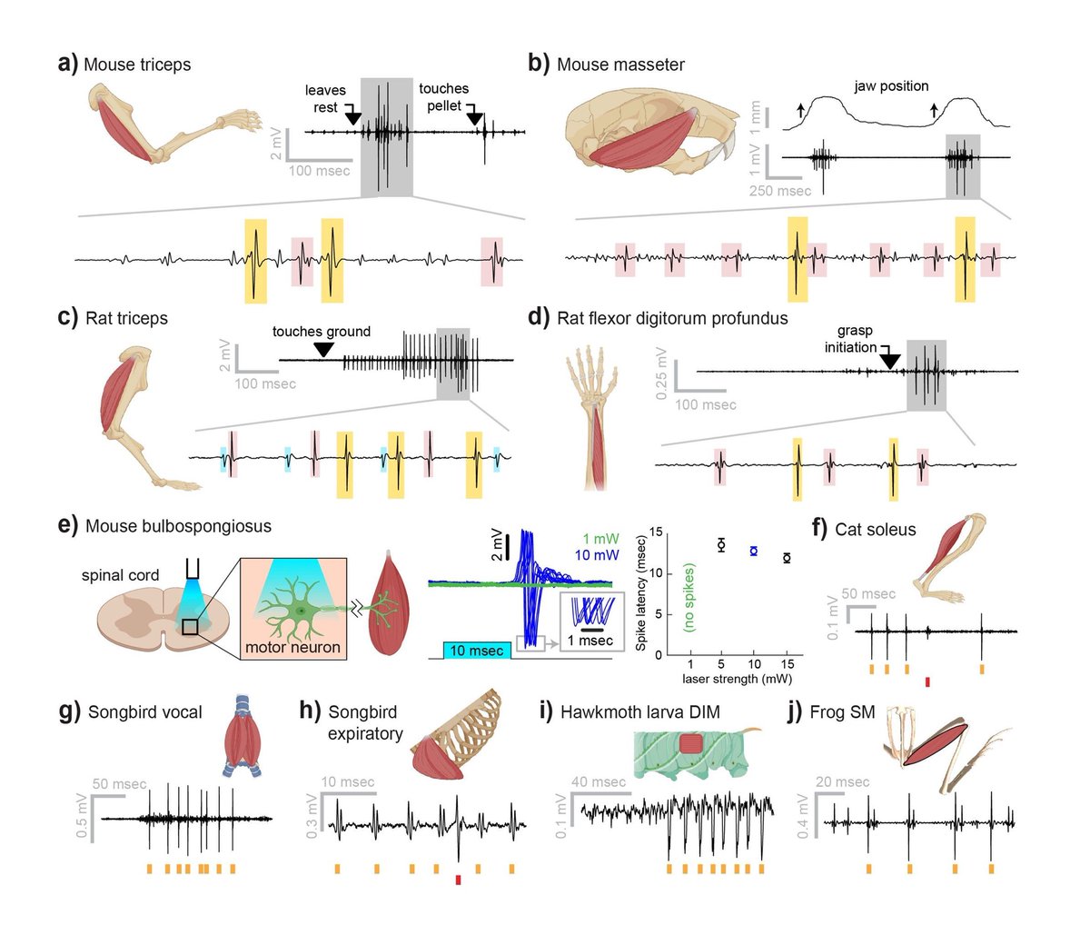 eLife - the journal tweet media