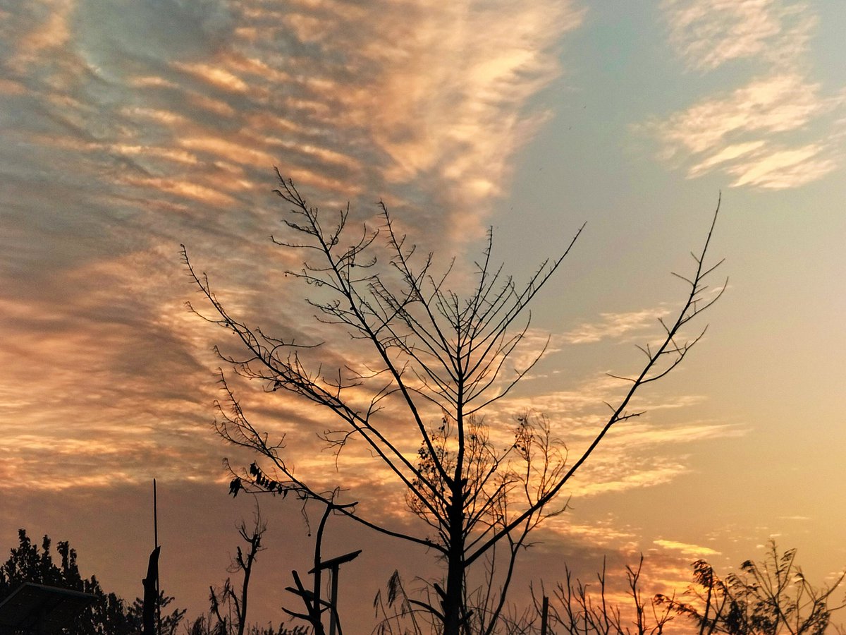 Anuwar_Sadek47's tweet photo. Only a plant standing alone without any leaf in the area of #fire incident place in Refugee camp of #Bangladesh
#earlyresponse
#heavywinter
#urgenthelp https://t.co/xERrGVO9m5