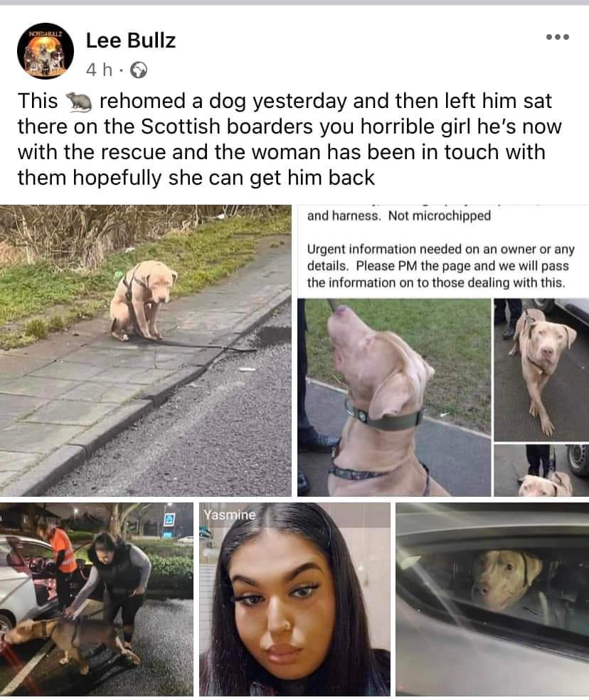 If anyone is aware of this girl, we’ll known in Dunfermline Kelty ballingry area contact lee bullz, Heart breaking leaving a dog on the A1 where it waited for you to returned after abandoning it, home romeo is found soon in whatever rescue has him