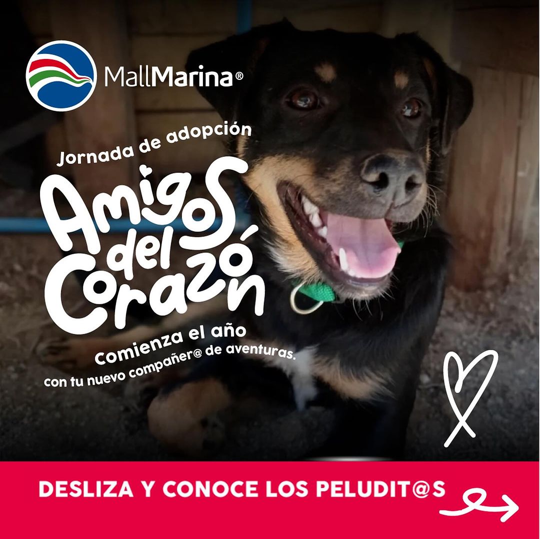 AnimalParaíso tweet media