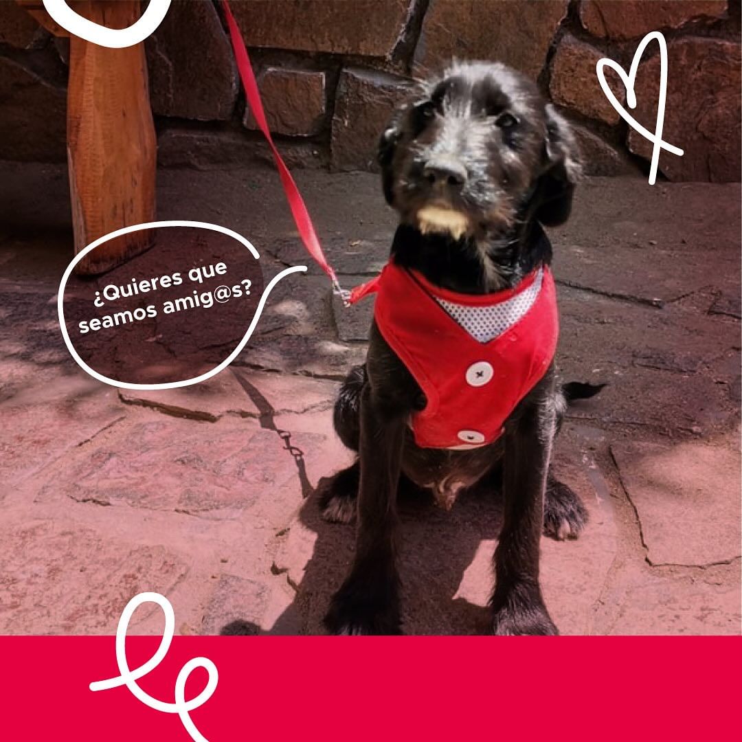 AnimalParaíso tweet media