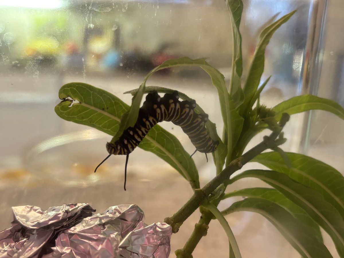 Introducing Cassandra, a monarch caterpillar. She & 2 others are in my makeshift nursery. She’s nibbling on milkweed (her only food source) in a fun backbend. Her long front antennas are twitching so maybe she’s happy. A very tough life ahead 😢 🦋 🌞 🪴 💦