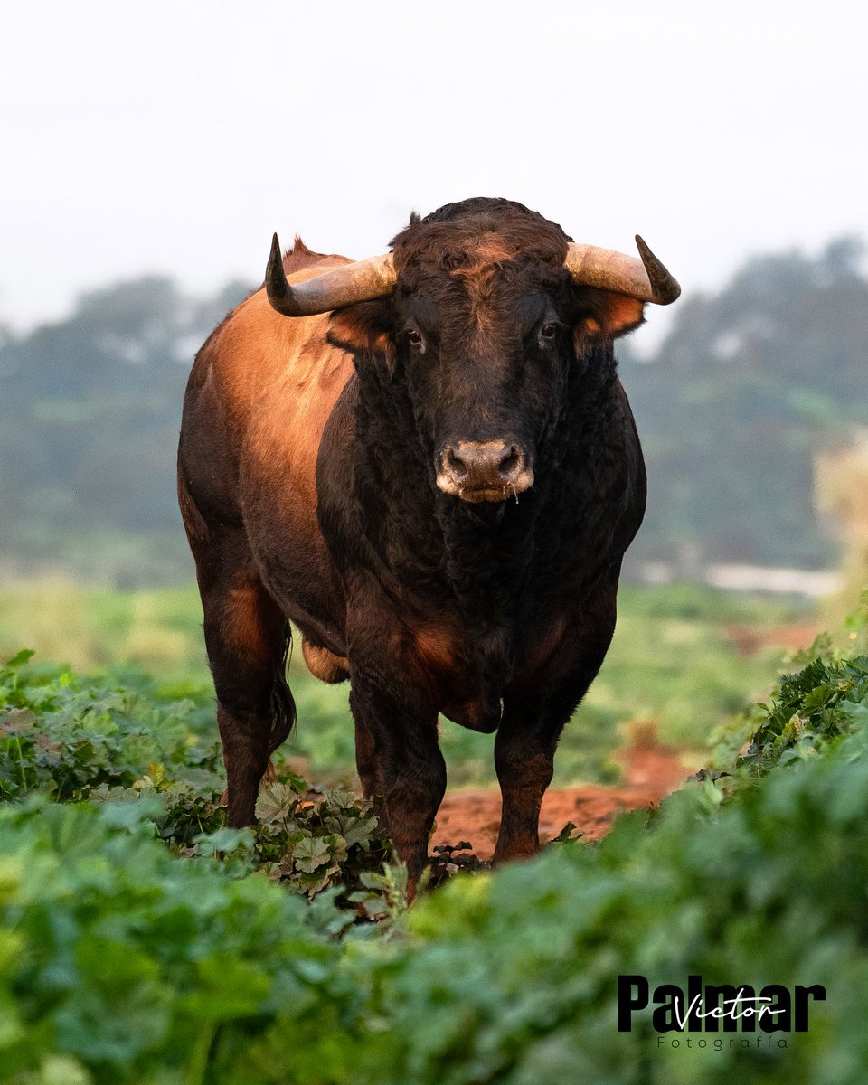 -MANANTIAL DE BRAVURA Y NOBLEZA -
Aflora en los densos cercados de Comeuñas, entre las esmeraldas malvas un manantial de bravura y nobleza desde el mismísimo Averno.🧵

#cuadri #cuadriadictos #celestinocuadri #comeuñas #manantial #bravura #nobleza #guerrero #temporada2024 #n°40