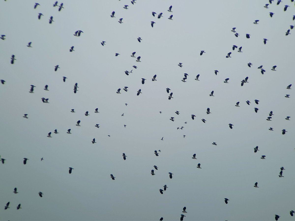 saloplarus's tweet photo. Back on the Severn/Vyrnwy floodplain today, and still 1,050+ Pintail packed into the few remaining flooded fields 😲 Also a Knot &amp; 19 Dunlin wheeling about amongst 900+ Lapwing, and 34 Whoopers https://t.co/vd5mXOp1CA #timelesswonder #floodwatch https://t.co/Csb94vqKW3