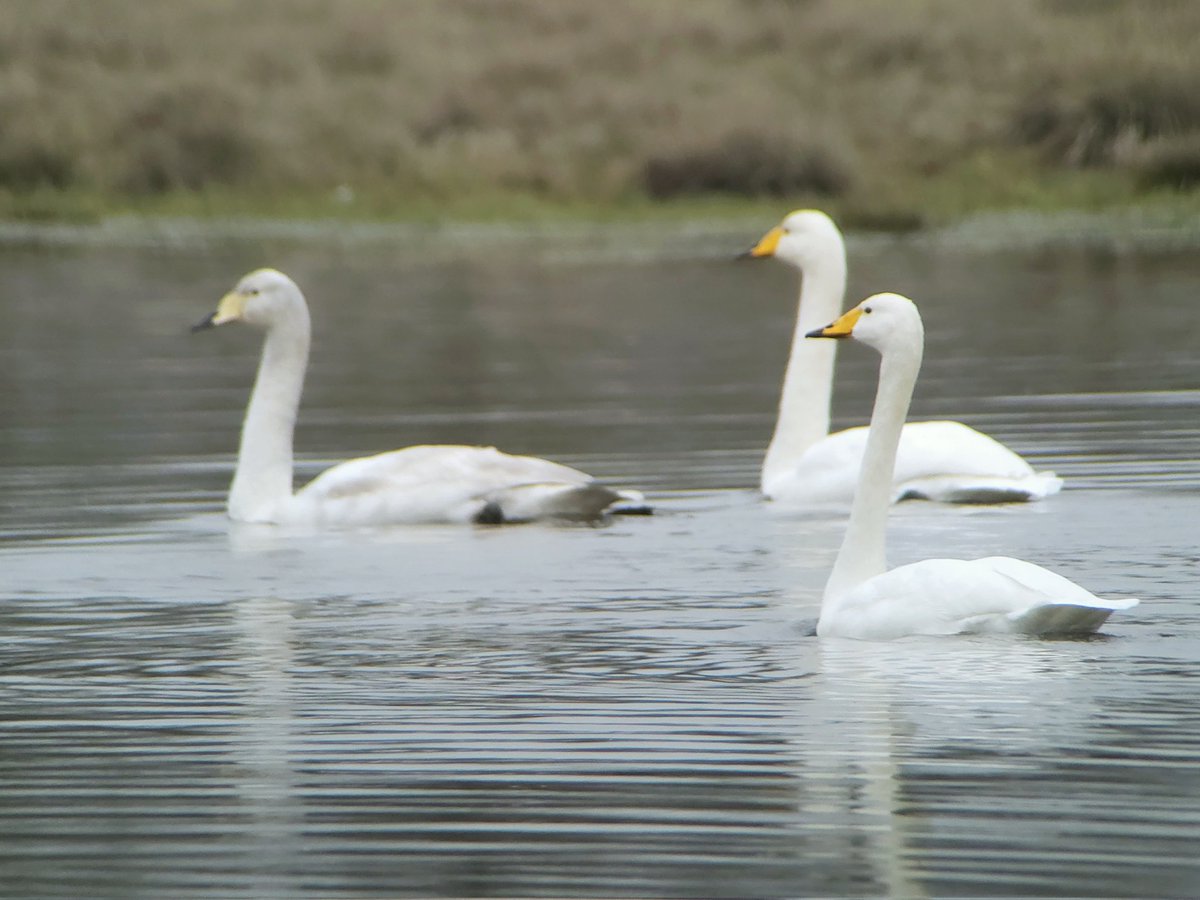 saloplarus's tweet photo. Back on the Severn/Vyrnwy floodplain today, and still 1,050+ Pintail packed into the few remaining flooded fields 😲 Also a Knot &amp; 19 Dunlin wheeling about amongst 900+ Lapwing, and 34 Whoopers https://t.co/vd5mXOp1CA #timelesswonder #floodwatch https://t.co/Csb94vqKW3