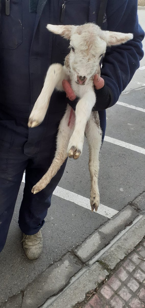 🐑 Alerten la Policia Local de #Vilafranca de la presència d’un xai acabat de néixer sol i encara amb el cordó umbilical a la falda de la muntanya de Sant Pau.

👮‍♀️Els agents localitzen el pastor prop de la Zona Esportiva amb el seu ramat i li’n fan lliurament.

#capitaldelvi