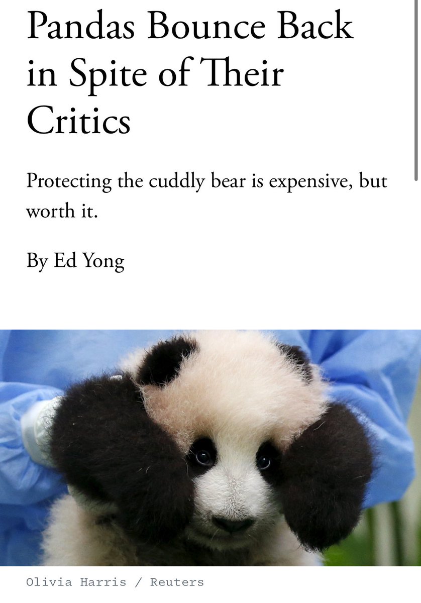 PandasDaily2's tweet photo. This makes sense
Pandas are 50% fluff and 50% spite https://t.co/3O7McnDJ4w