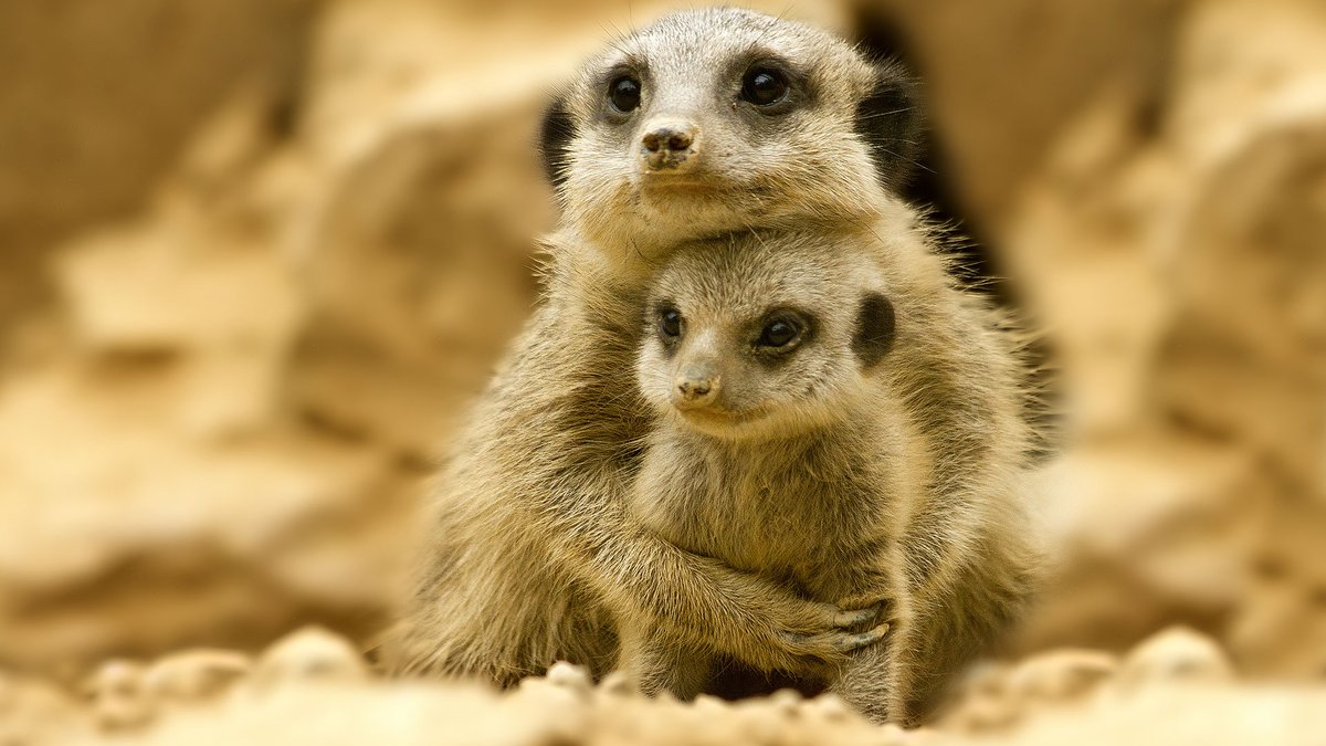 Gossipcoco 🇫🇷⚜🇮🇱✝️✡🇯🇵 tweet media