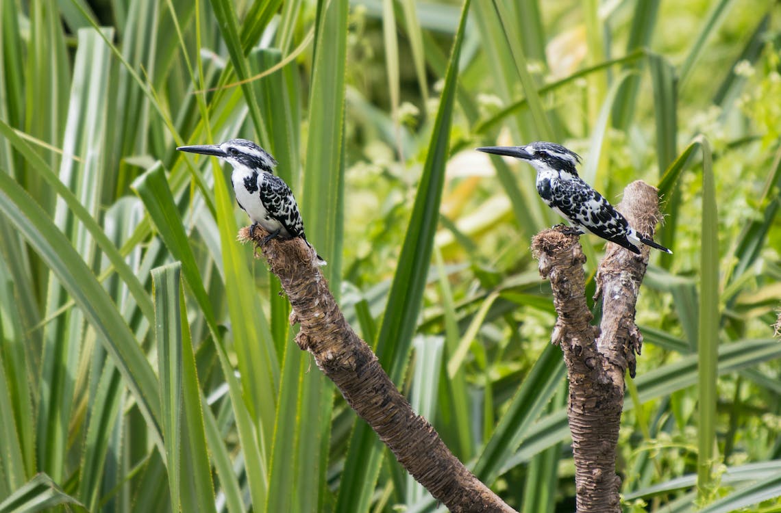 Optics4Birding's tweet photo. Beautiful birds! 
Go out #birdwatching and #EploreYourWorld https://t.co/GrfgAdqQfA