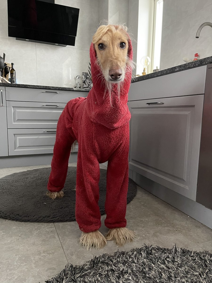 LegolasHound's tweet image. Bath time again! #DogsOnTwitter #dogtwitter #dogsoftwitter