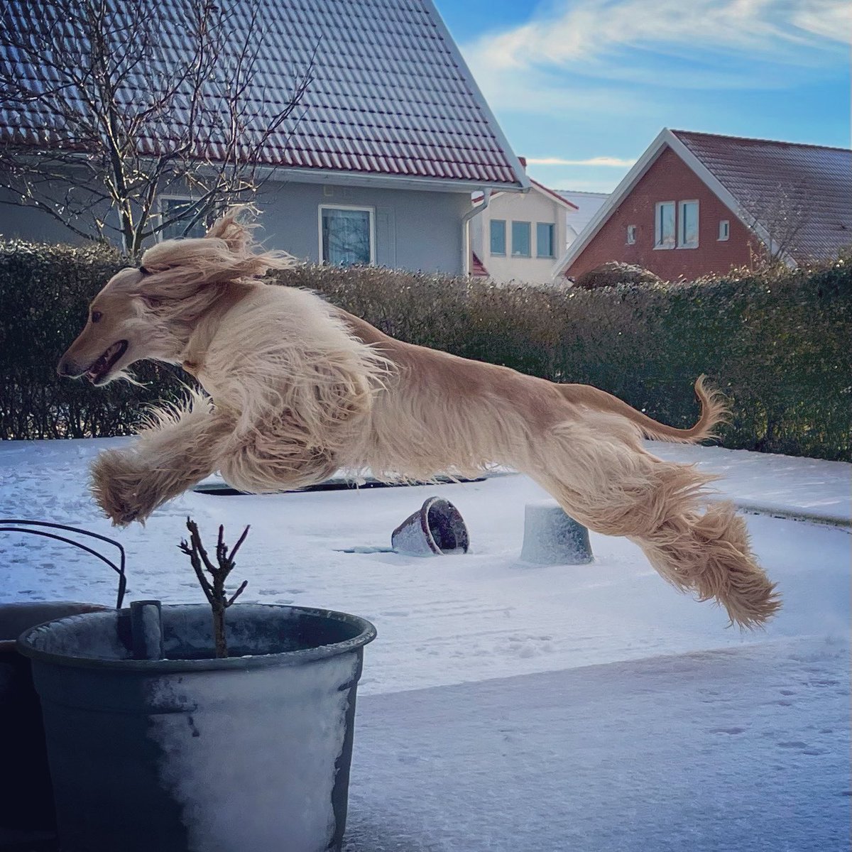 LegolasHound's tweet image. Run!! 😊❤️🐶 #dogtwitter #DogsOnTwitter #dogsoftwitter