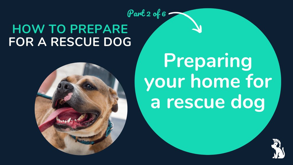 DoggyWarriors's tweet image. You should make sure your home and garden are hazard-free and safe for your new dog. Dogs like to investigate and explore new surroundings, and most have a huge appetite for anything they can get their paws on – whether it’s dangerous or not! 

#safefordogs #adoptdontshop #ukdogs