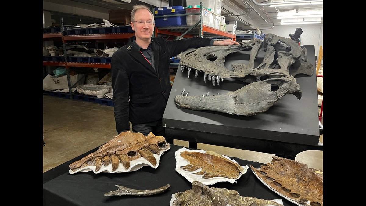 Happy #FossilFriday! @TyrannosaurCarr is back at #MOR examining #Trex and kin🦖. Here he is next to a cast of #Daspletosaurus horneri (#MOR590), a large #tyrannosaur from the Two Medicine Formation of #Montana & named after @dustydino. This #Cretaceous #carnivore lived ~75 mya.
