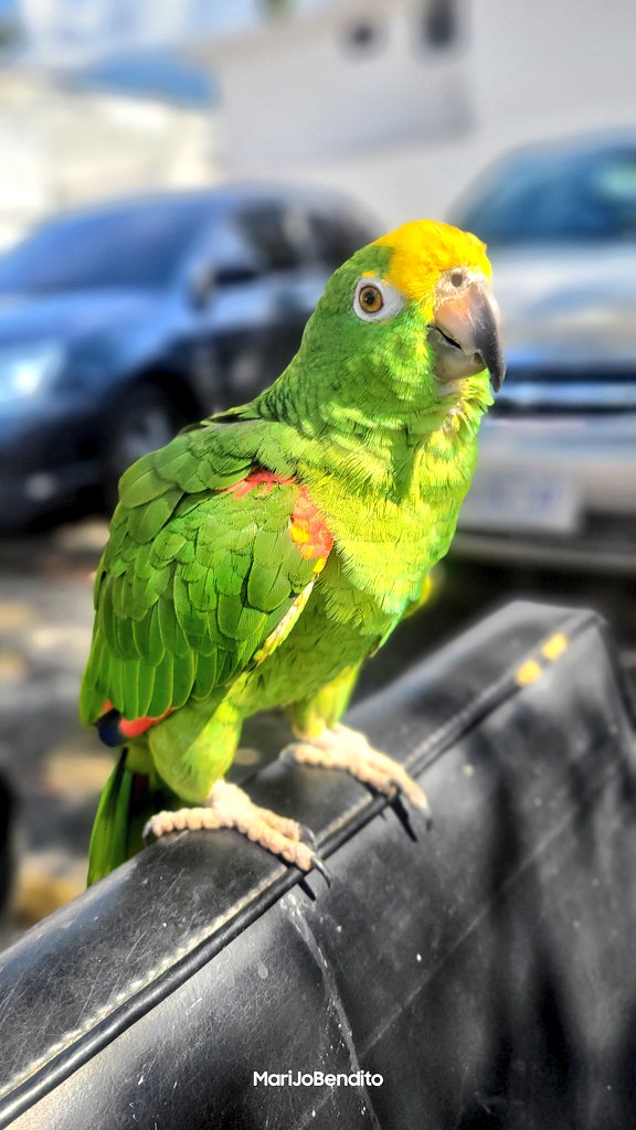 GochaSuper's tweet image. Morí de amor con Estefani. Una lorita criada por un señor, nunca le cortó las alas y vive suelta. Siempre cerca de su cuidador. Nunca ha sido madre pero tiene novio y lo llama Romeo 🤗❤️🦜.

Estefani es gochita 🙂 me dijo: Bonita, en acento gocho 😉😄
